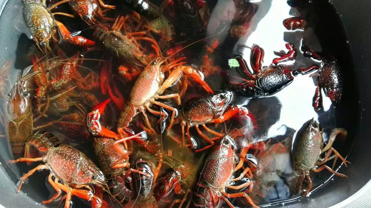 小龍蝦螃蟹生蠔超聲波清洗機(jī) 海鮮凈洗新科技，守護(hù)餐桌健康與美味